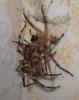 Zoropsis spinimana